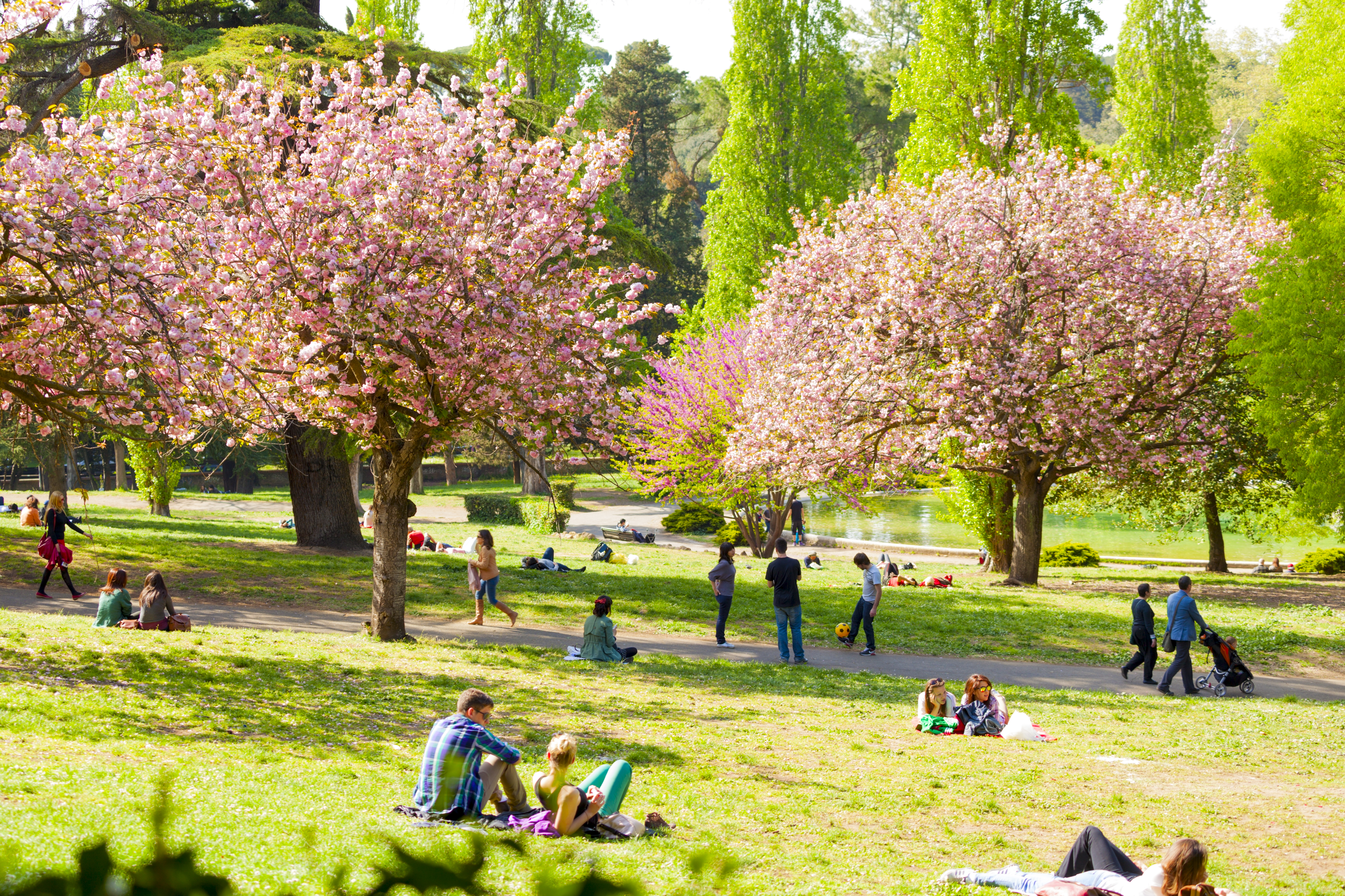 Groups of people sit and relax under pink-blossom trees in parkland