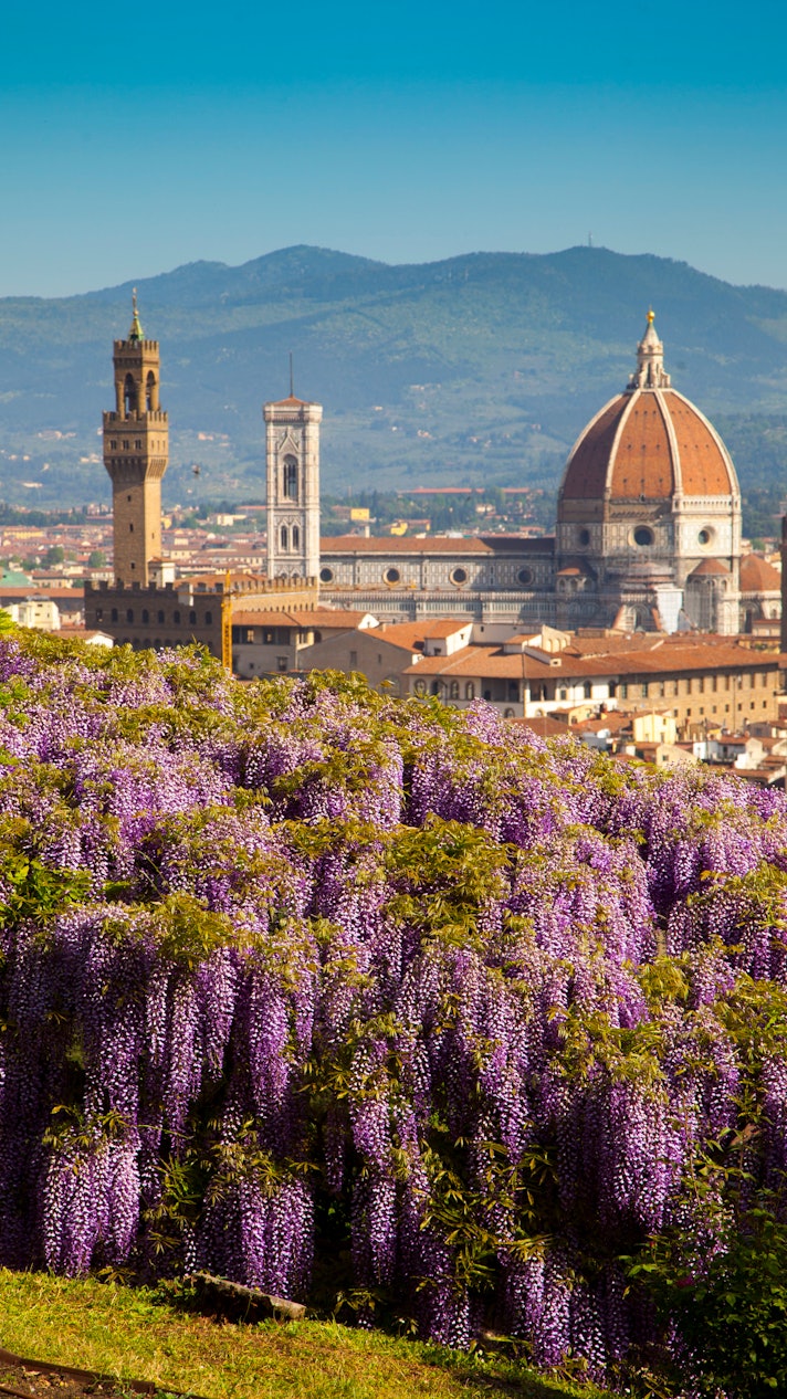 The city of Florence with the Duomo and the wisteria flowers in the Bardini garden